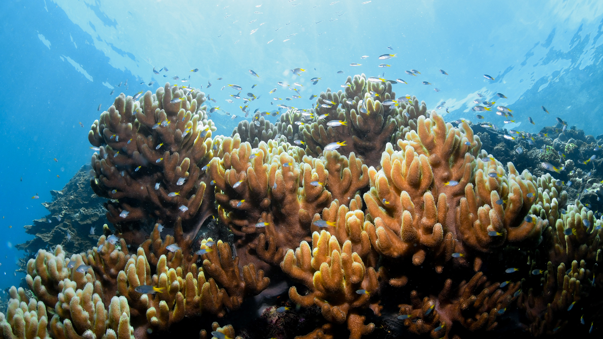 Introductory Dive Cairns Tusa Reef Tours