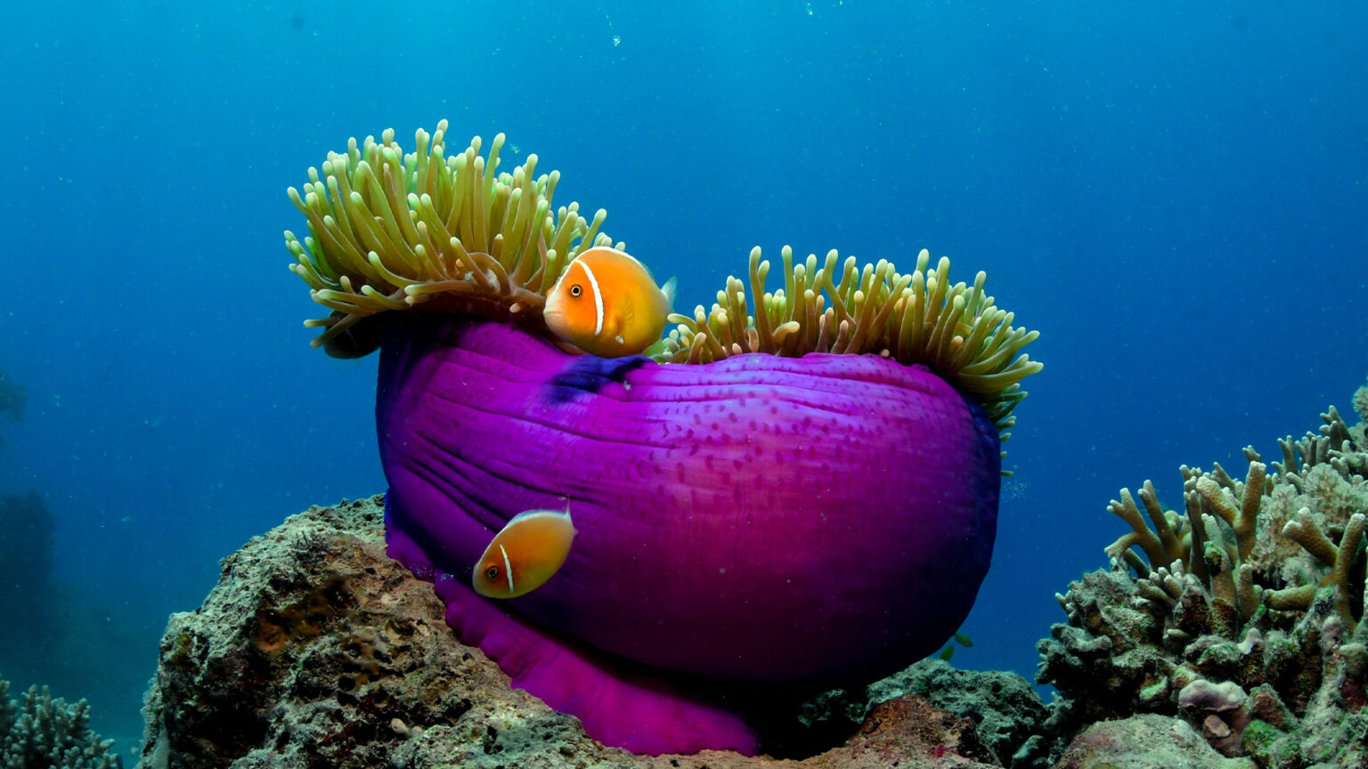 Snorkelling Cairns Tusa Reef Tours