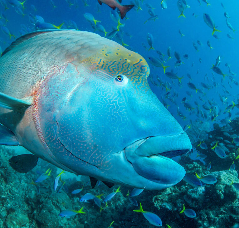 Tusa Reef Tours - Cairns Day Tour - Wally