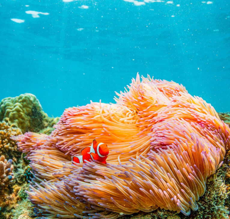 Tusa Reef Tours - Cairns Day Tour - Clownfish