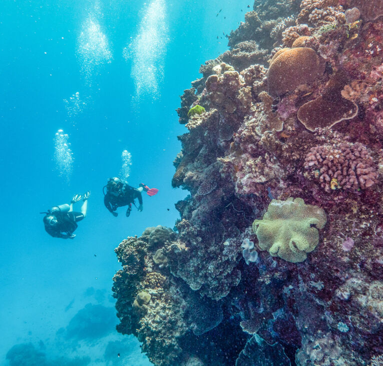 Cairns Scuba Diving - Tusa Reef Tours