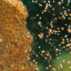 A very selective focus shot of star coral spawning. This event o